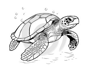 Sea turtle hand drawn engraving style sketch Underwater animals