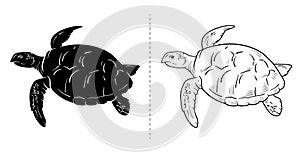 Sea turtle. Hand drawn. turtle isolated on white background