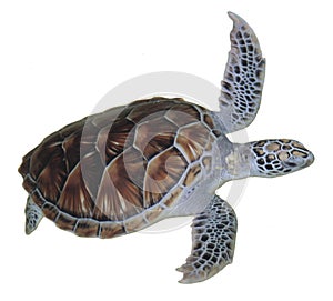Sea turtle