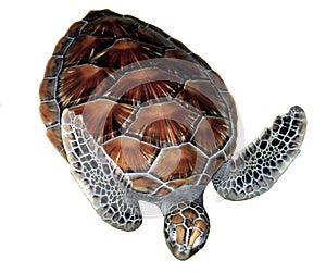 Sea turtle