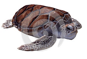 Sea turtle