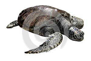 Sea turtle