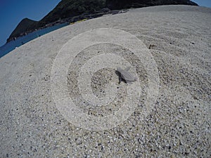 Sea Turtle Hatching Crosses Sand In Yakushima, Japan