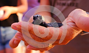Sea Turtle Hatchling, Loggerhead baby