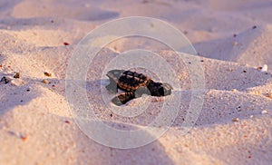 Sea Turtle Hatchling, Loggerhead, Faceplant baby