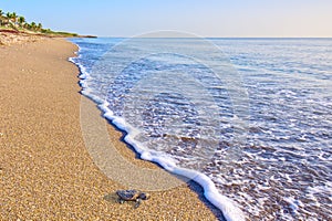 Sea Turtle Hatchling Racing To The Ocean