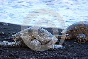 Sea Turtle Hawaii Black Sand