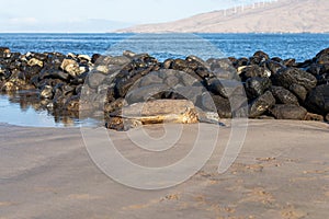 A Sea Turtle On A Hawaiian Beach