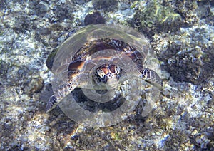 Sea turtle head closeup. Tropical lagoon green turtle underwater photo. Wild marine animal in natural environment