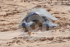 Sea Turtle, Honu, sleeping in the sand on the beach on the Hawaiian Island of Maui