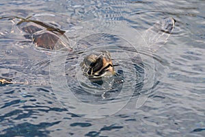 Sea Turtle, Honu, sticking head out of the water for a breath of air.