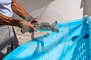 Sea turtle hospital at the Loggerhead Marinelife Center in Florida photo