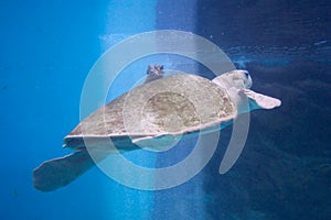 Sea Turtle-Huatulco Mexico