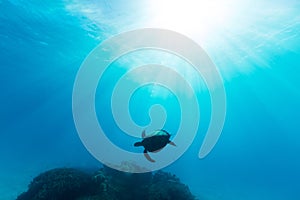 A sea turtle is illuminated by beautiful ethereal sun light as it swims through pristine blue water on the Great Barrier Reef