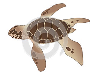 Sea Turtle, illustration