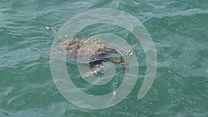 Sea turtle im BÃºzios Brazi