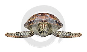 Sea Turtle Isolated