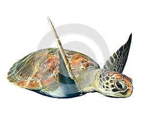 Sea turtle isolated