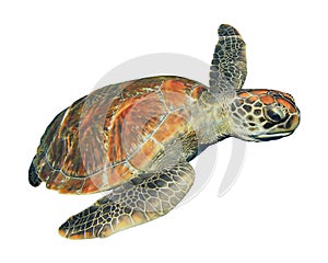 Sea turtle isolated