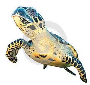 Sea turtle isolated