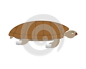 Sea turtle isolated. Sea animal terrapin on white background