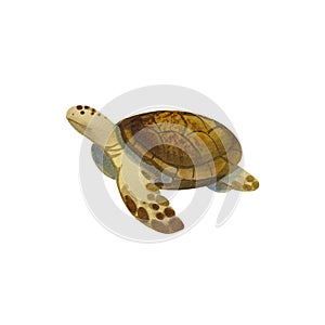 The sea turtle is isolated. Watercolor illustration of underwater animals. Floating turtle. Cartoon style