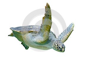 Sea turtle