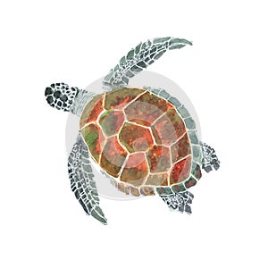 Sea turtle isolated on white background . Sea turtle Hand painted Watercolor illustrations.
