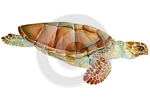 Sea turtle on an isolated white background. Watercolor drawing