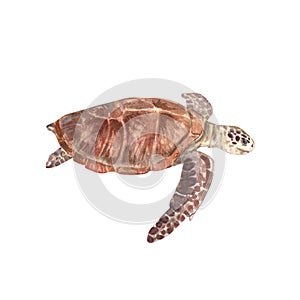 Sea turtle isolated on a white background. Watercolor illustration of a cute underwater animal. The drawing is suitable for