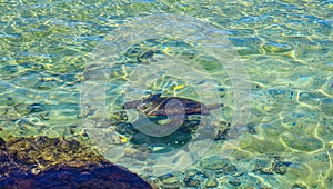 Sea turtle in a lagoon in Hilo
