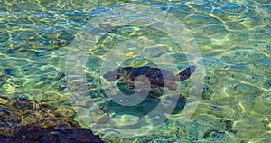 Sea turtle in a lagoon in Hilo