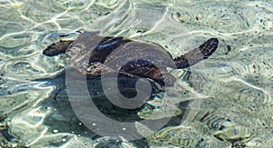 Sea turtle in a lagoon in Hilo