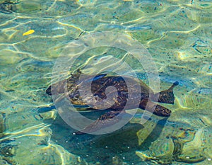 Sea turtle in a lagoon in Hilo