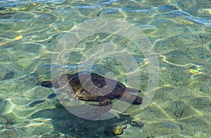 Sea turtle in a lagoon in Hilo