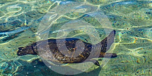 Sea turtle in a lagoon in Hilo