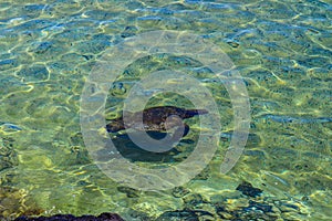 Sea turtle in a lagoon in Hilo