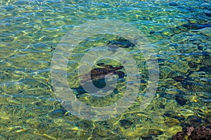 Sea turtle in a lagoon in Hilo