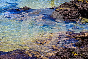 Sea turtle in a lagoon in Hilo