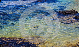 Sea turtle in a lagoon in Hilo