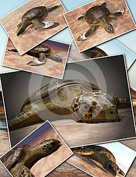 Sea turtle laying eggs on the beach - collage 3d rendering