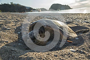 Sea turtle lays eggs on beach