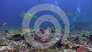 Sea turtle leisurely swims in underwater realm of coral reef in Bali.