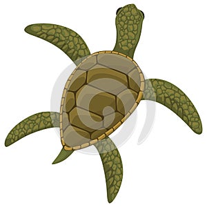 Sea turtle life cycle stage. Wild underwater animal. Cartoon cute ocean tortoise. Development adult animal on white