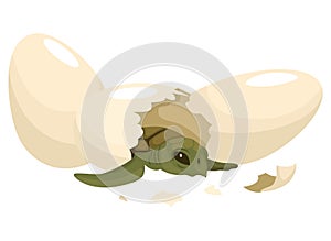 Sea turtle life cycle stage. Wild underwater animal. Cartoon cute ocean turtle coming out of shell eggs. Development