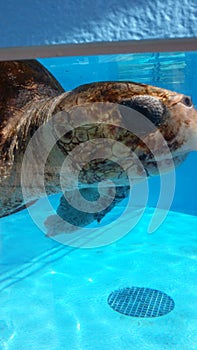 Sea turtle photo