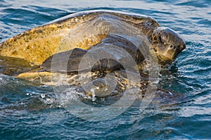 Sea turtle love