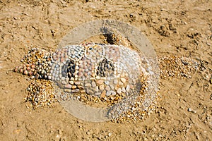 Sea turtle made of sand on the beach, Adriatic Seacoast view.