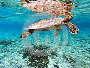 Sea turtle on maldives