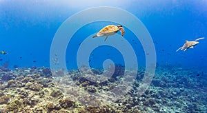 Sea turtle and many fish at tropical reef under water